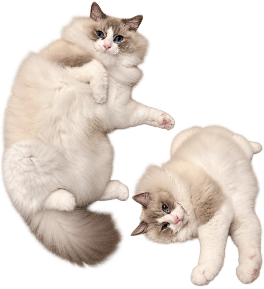 2つのポーズで写る猫のノエル
